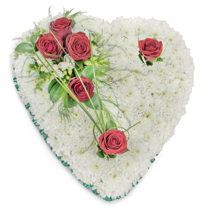 Carefully assembled by local hands, this heart-shaped memorial arrangement is formed from a dense, pillowy bed of pure white chrysanthemums, each bloom positioned to create a smooth, tactile surface that suggests calm and dignity. Against a white backdrop and soft top lighting the chrysanthemums read as a field of gentle, muted texture, their matte petals catching faint shadow and conveying serenity. On the upper left, a concentrated cluster of three deep red roses - rich, velvety and fully open - nestles within glossy ruscus leaves and fine, fern-like fronds, while sinuous blades of bright green bear grass extend outward to give a flowing, natural line. Two solitary deep red roses are placed with care: one near the top right curve and another at the lower point of the heart, each accompanied by a few small green accents that let the crimson speak with quiet clarity. The whole heart is encircled by a slim emerald-green satin ribbon that neatly defines the shape and lends a touch of solemn refinement. The contrast between the pristine whites and the arresting crimson communicates love, respect, and remembrance without excess. As a local tribute, this piece is fitting for services around Willesden Green, Gladstone Park or chapels along Cricklewood Broadway, and can be arranged by Flowers Willesden for delivery to nearby funeral venues with sensitivity and care. The craftsmanship reads as calm and intentional - a traditional memorial wreath meant to hold memory and offer gentle consolation.