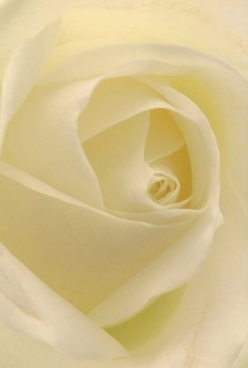 Nestled at the heart of Willesden, this evocative close-up of a rose's flawless ivory petals spins a story of grace and comfort, much like the calm before a family gathering on Roundwood Road. Petals swirl in unmarred harmony, each layer thin and soft as velvet, their near-translucence catching the faintest daylight as it slips across them. Soft cream and pale lemon tones mingle effortlessly under gentle, diffused lighting, giving the bloom a tranquil, inviting glow. This intimate portrait goes beyond surface beauty: it radiates the kind of quiet affection reserved for heartfelt gestures-an anniversary surprise waiting on a Woodheyes Road doorstep, or a pure expression of sympathy thoughtfully crafted by Flowers Willesden. The elegant spiral at the blossom's centre hints at timeless love, while the surrounding folds-immaculate, barely-shadowed-feel like a silent embrace. Lean in, and you can almost sense a fleeting trace of scent: clean, delicate, understated, washing the room with serenity. Every detail, from the perfectly arranged petals to the subtle gradation of colour, showcases the steady hand and loving attention of Willesden's finest florists, marking this bloom as a symbol of enduring connection and gentle remembrance for the local community.